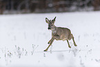 Roe Deer runs through the snow