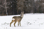 standing roe deer