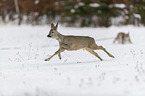 Roe Deer runs through the snow