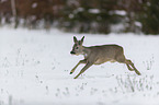 Roe Deer runs through the snow