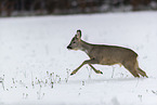 Roe Deer runs through the snow