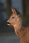 Roebuck portrait