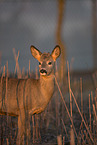 standing Roebuck