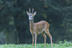 standing Roebuck