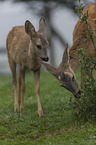 standing Deer