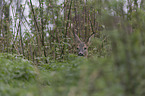 Deer portrait