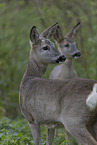 standing Deer