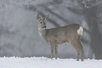 standing Deer