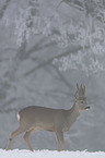 walking roebuck