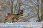 walking roebuck