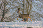 Roebuck in the snow