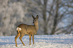 standing Deer