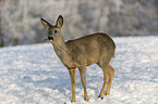 standing Deer