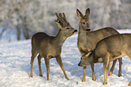 standing roebucks