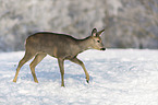 walking Deer