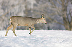 walking Deer