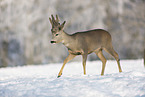 walking roebuck
