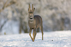walking roebuck