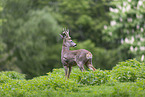 Roebuck in the meadow
