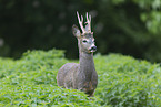 roebuck portrait