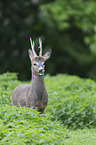 roebuck portrait