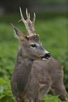 roebuck portrait