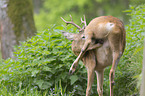 roebuck in the forest