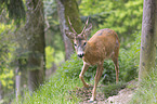 walking roebuck