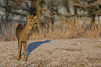 standing Roebuck