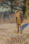 standing Roebuck