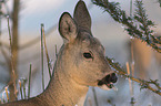 Deer portait