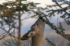 Deer portait