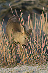 standing Deer