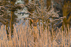 Roebuck