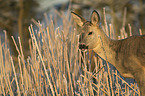 standing Deer