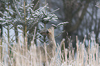 Deer portait