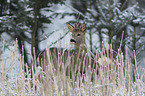 standing Roebuck