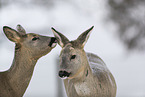 Deer portait