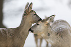 Deer portrait