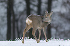 standing Deer