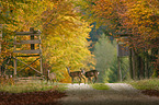 standing Deers
