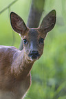 Roe Deer portrait