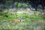 Roebuck