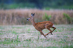 running Roe Deer