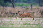 running Roebuck