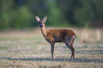 standing Roe Deer