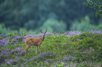 standing Roebuck