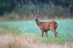 standing Roebuck