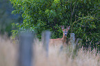 Roebuck portrait