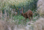 standing Roebuck
